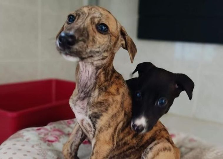 ¿Quieres acoger a un perro durante las navidades?