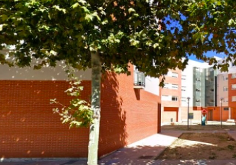 El PSOE pide la actualización de la ordenanza que regula la protección del arbolado en la ciudad 