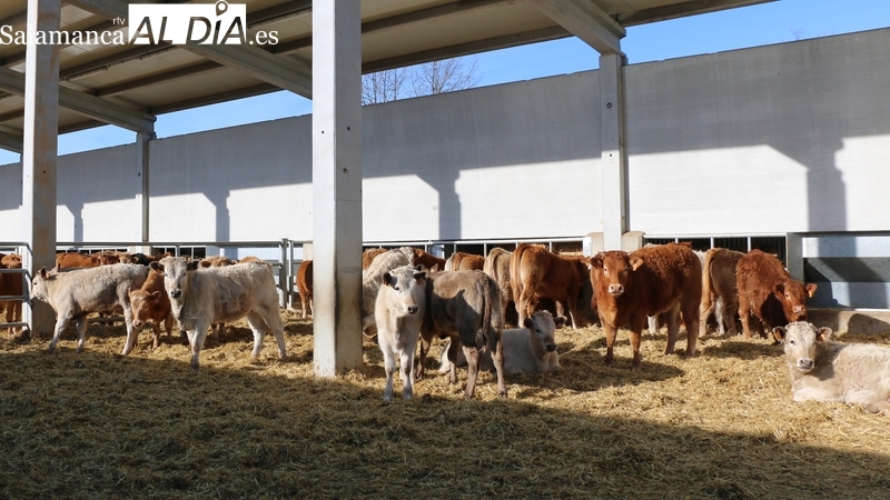 El cereal sigue en caída libre y el vacuno para sacrificio repite tras meses de subidas constantes