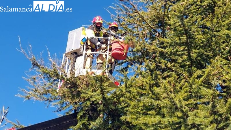 Los bomberos de Lumbrales retiran 22 bolsones de procesionaria de un cedro