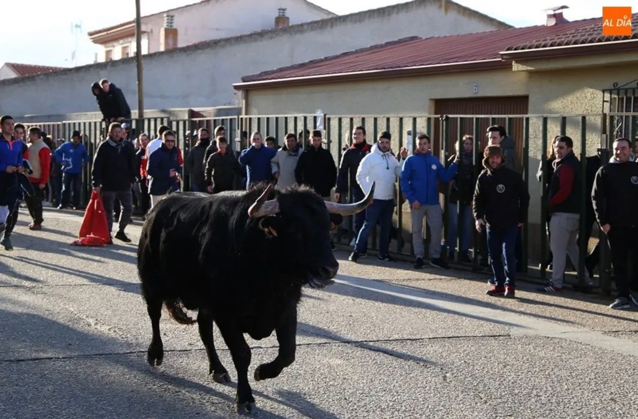 El Toro de San Blas 2023 de Babilafuente ya tiene fecha