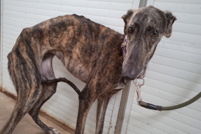 La galga Tina: Historia de abandono, miedo y vuelta a la vida a través de Senda Nathure, como ejemplo de la gran problemática que hoy se vive