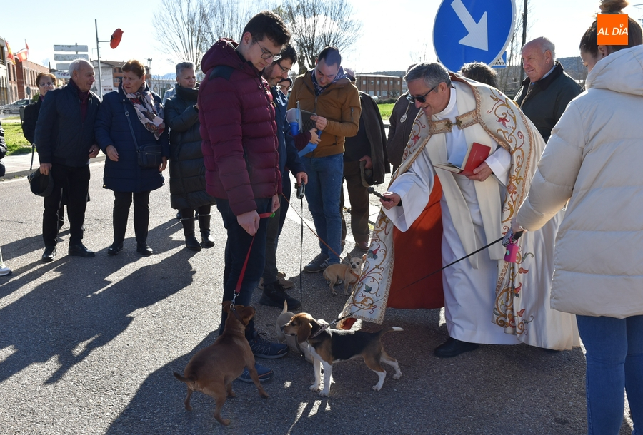 San Antón bendice desde una carroza a cuatro perros y un gato en El Puente