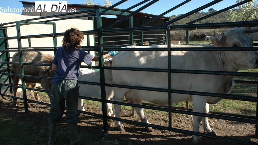 Critican la obligación de sanear terneros para cebo en los 30 días previos al movimiento 