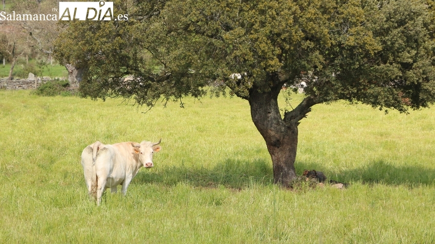 Nueva bajada para tostones, lechazos y corderos, mientras repiten cereal y vacuno