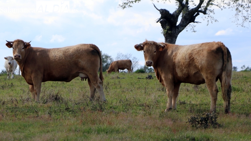 El cereal frena la tendencia a la baja de los precios excepto en el maíz