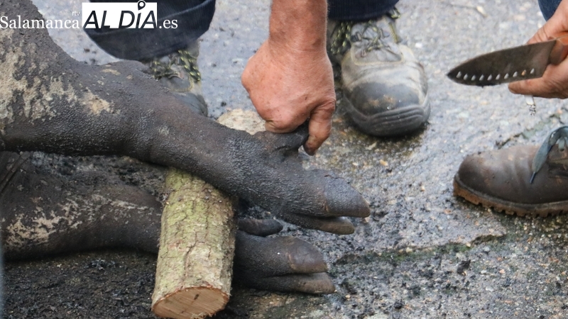 Fuenteliante se suma a la Fiesta de la Matanza Tradicional