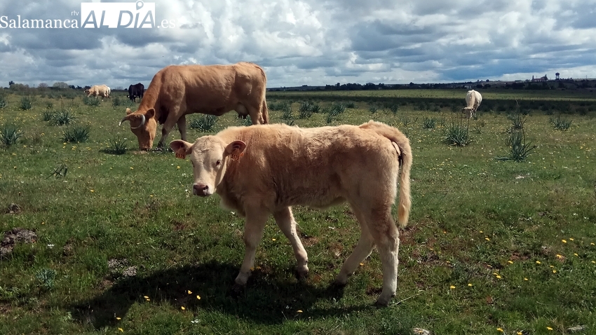 Nueva subida del vacuno para cebo y bajada del cereal