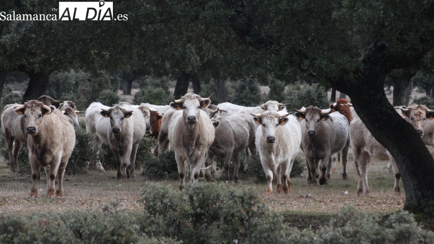 El cereal arranca el año con una fuerte subida de precios y un anecdótico mercado de ganado