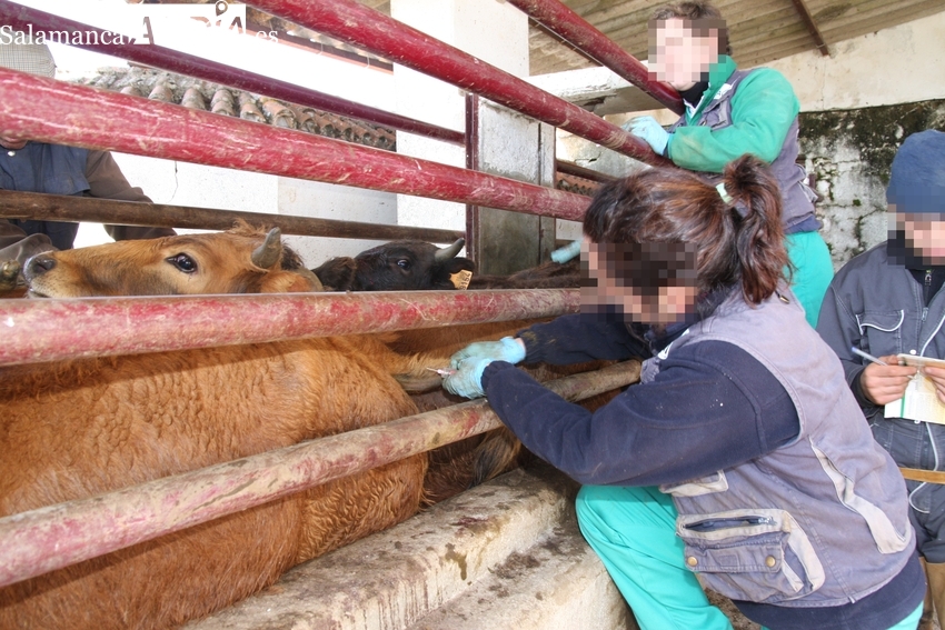 Asaja organiza en Vitigudino una jornada sobre los cambios en el pago de la Seguridad Social y sanidad animal