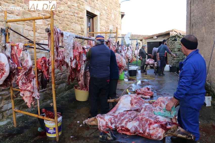 La matanza, rito de sangre y fuego en Cabeza de Framontanos