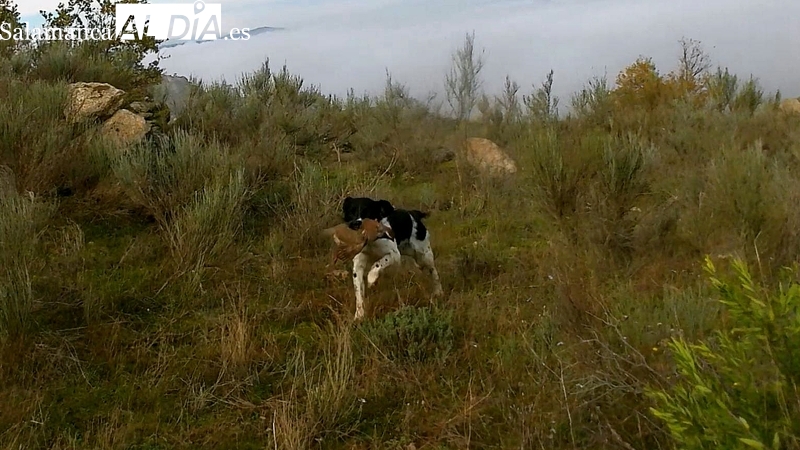Una Plataforma de titulares de cotos de caza convoca una concentración contra la aprobación de la Ley de Bienestar Animal