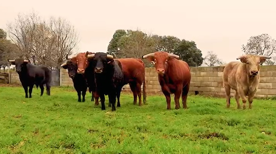 El domingo se presentarán en el Teatro los toros del Carnaval 2023