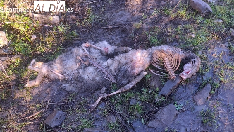 Un  ganadero de Hinojosa de Duero denuncia un ataque de buitres a su rebaño