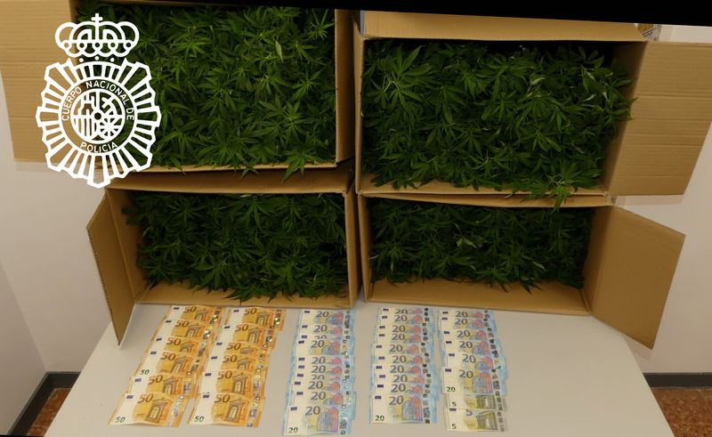 Detenido con 1.180 plantones de marihuana en semilleros en su coche