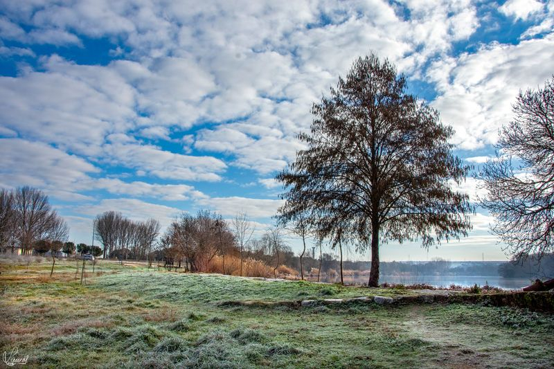Resiliencia arbórea