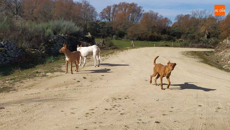 UPL propone la creación de un cementerio público para animales de compañía en Salamanca