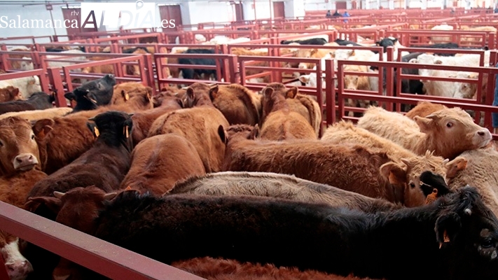 ASAJA subraya las disculpas de uno de sus vocales por sus descalificaciones a los tratantes en el mercado de ganado