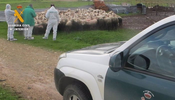 Maltrato animal en CyL: detenido por acumular cadáveres de ovejas junto a su rebaño de cebo
