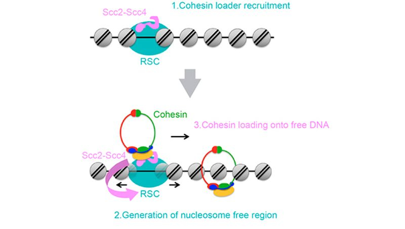 Investigadores salmantinos logran un importante avance en la identificación de mecanismos moleculares 