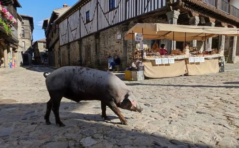Todo a punto para la rifa del marrano de San Antón