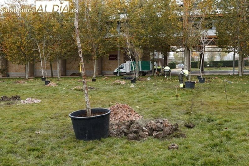 El Ayuntamiento de Salamanca repondrá más de 400 árboles 