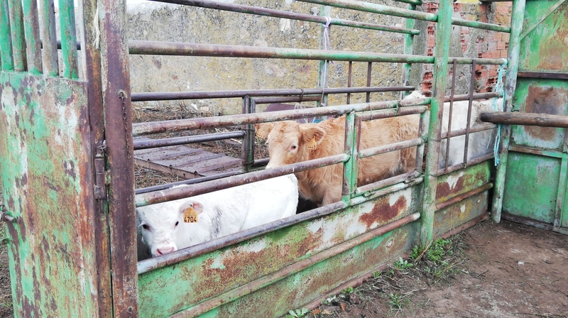 ASAJA Salamanca insta a la administración a que revoque las pruebas de los terneros con destino a cebadero