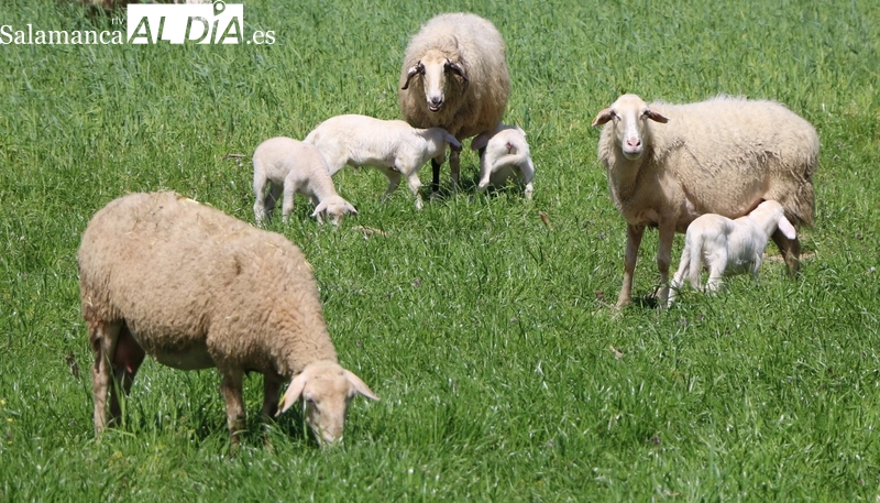 Vacuno, ovino y porcino mantienen la tendencia al alza de los precios mientras el cereal frena su caída