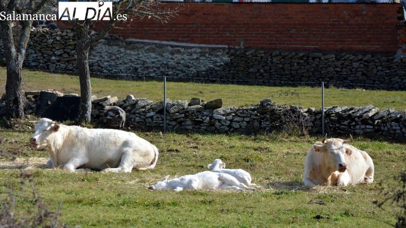 Bautista propone instar a la Junta a que agilice y priorice los pagos por la incorporación a la actividad agraria y ganadera