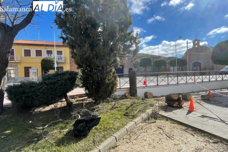 El Ayuntamiento lleva a cabo un operativo de poda y mejora en espacios y zonas verdes