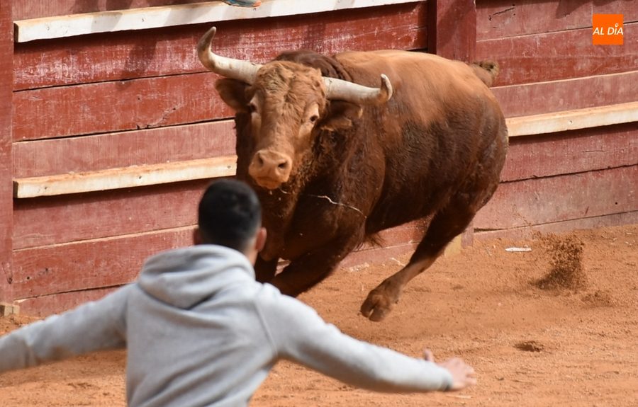Sombreto, de la Ganadería de El Pilar, elegido Toro Más Bravo del Carnaval