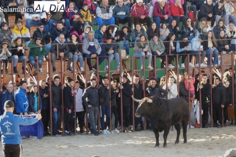 Multitudinaria bienvenida en las calles al IV Toro de San Blas en Babilafuente