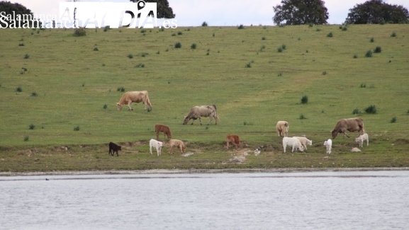 Vitigudino, La Fuente de San Esteban, Ledesma y Lumbrales, áreas de especial incidencia de tuberculosis bovina 