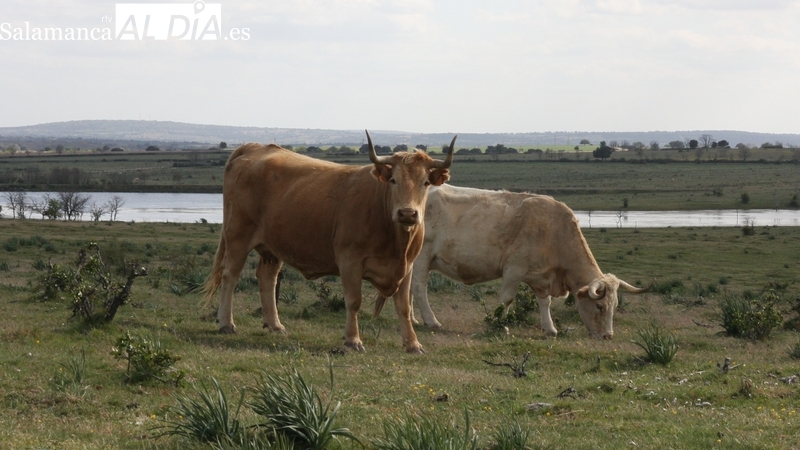 El cereal continúa en caída libre mientras vacuno de cebo, porcino blanco y corderos siguen al alza