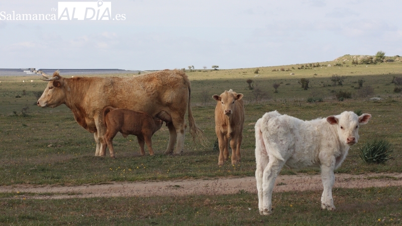 Precios récord en el vacuno de cebo tras una nueva subida por la escasa oferta de animales