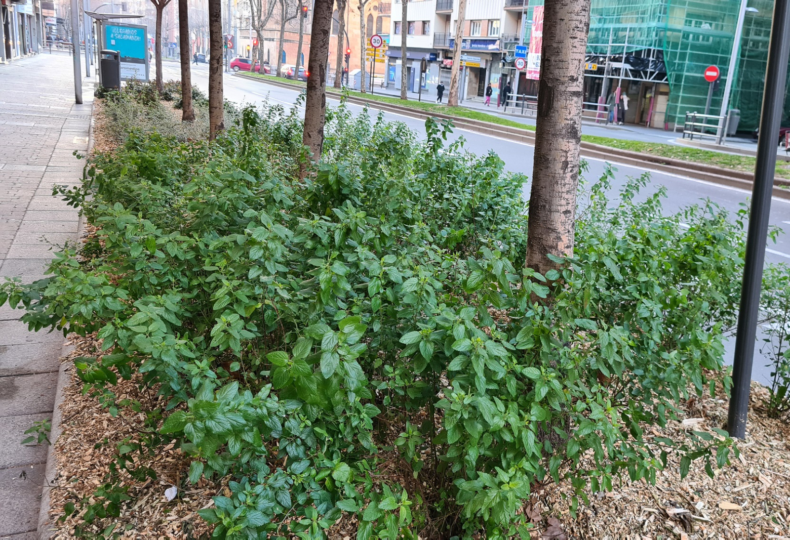Siguen las mejoras de ajardinamiento de los parterres de la Avenida de Portugal