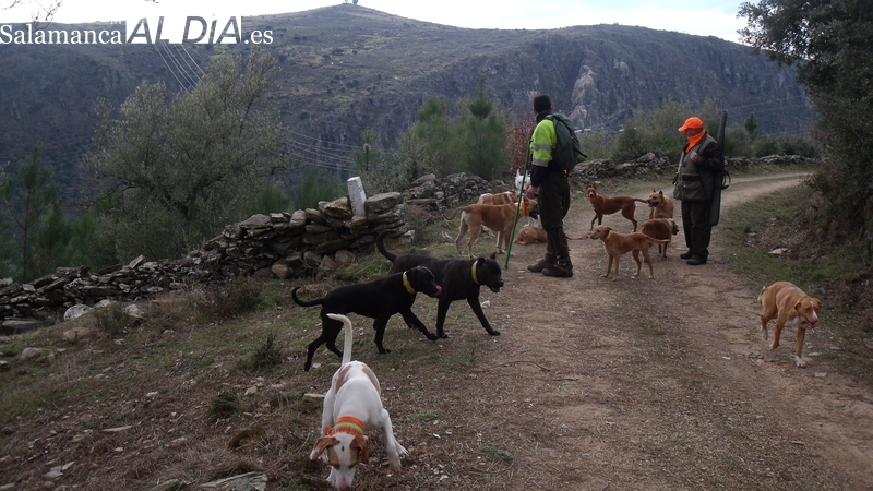 Los socialistas quieren crear una norma específica para los perros de caza, tal y como recoge la Estrategia Nacional de gestión cinegética