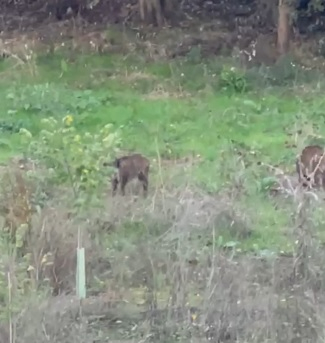 Revuelo en la zona del Hospital Universitario de Salamanca por la presencia de varios jabalíes