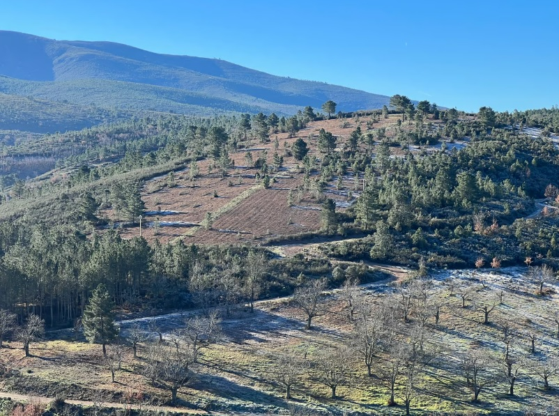 Una entidad de restauración medioambiental anuncia la plantación de 600.000 árboles en Agallas y Vegas de Domingo Rey