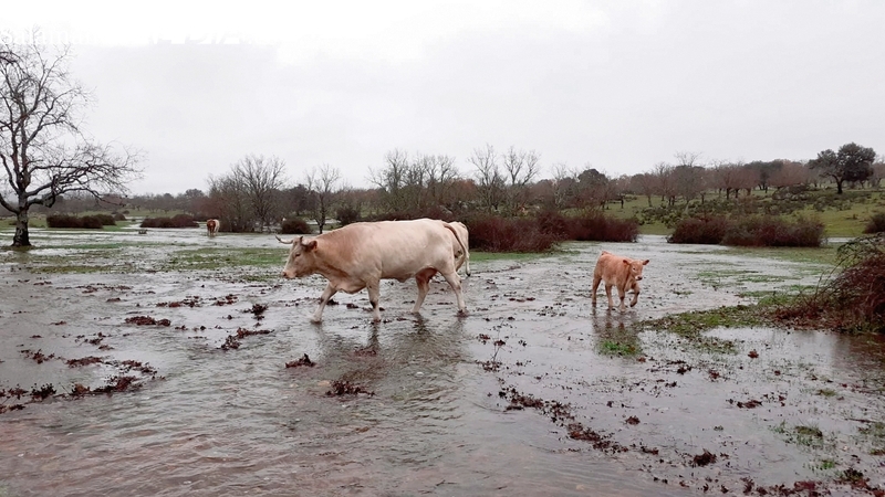 Los ganaderos de El Abadengo se sobreponen a la inundación de sus campos
