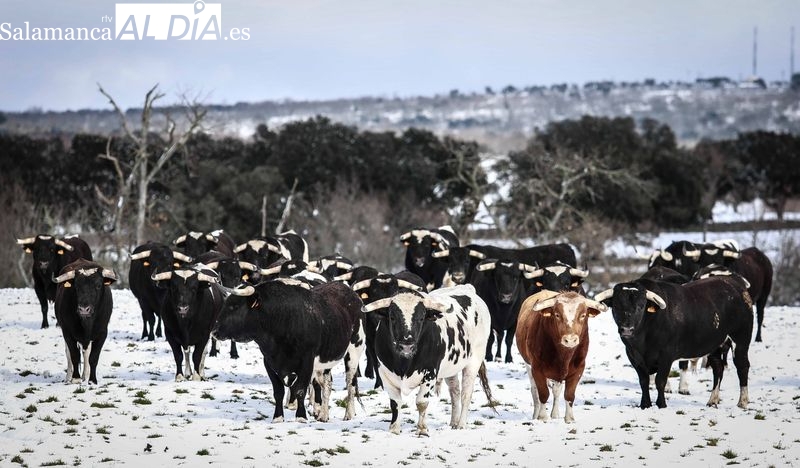 Los toros de Galache teñidos de blanco 