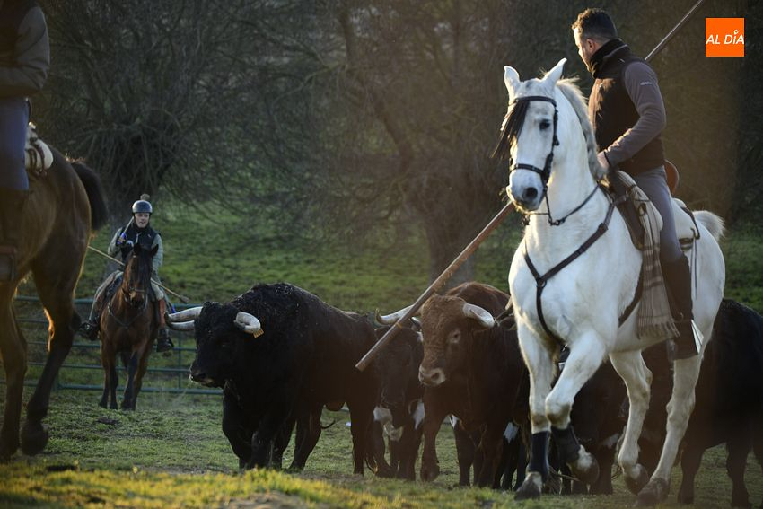 Los toros del encierro a caballo entrenan en el Centro Ecuestre Casasola