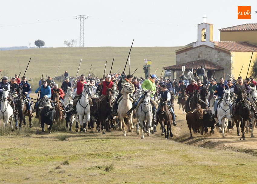 Éxito del encierro a caballo entrando completo dividido en varios grupos