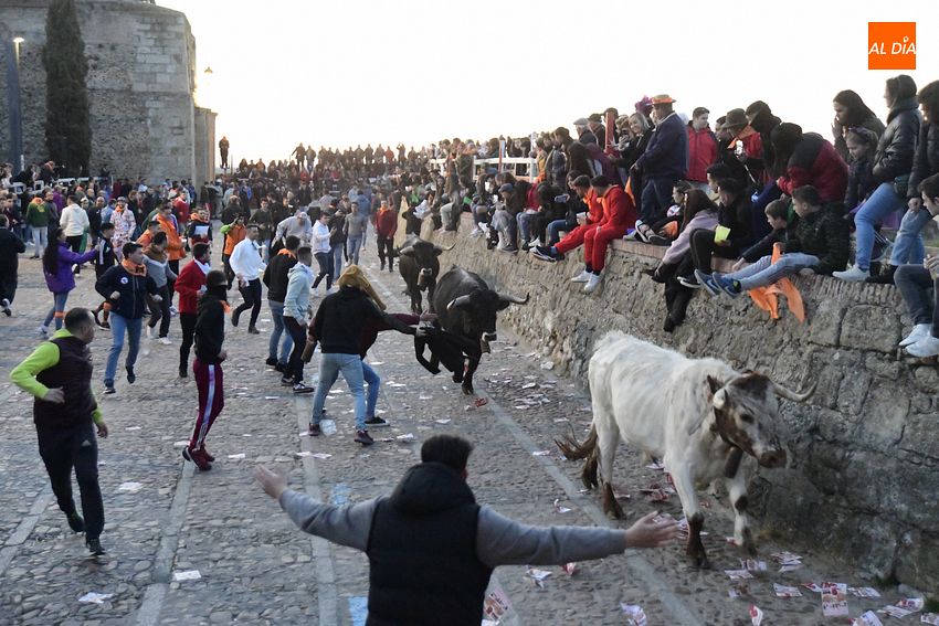 Los bueyes de Luis Cebrián conocen el recorrido en un encierro sin incidencias