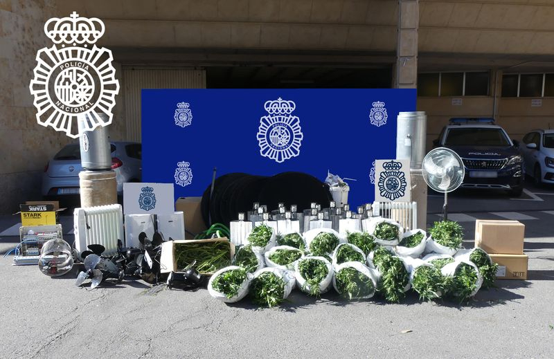 Localizadas 400 plantas de marihuana en un pueblo a 8 kilómetros de Salamanca