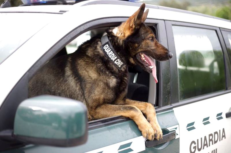 Aliados caninos para los funcionarios de Topas con el fin de combatir el consumo de droga