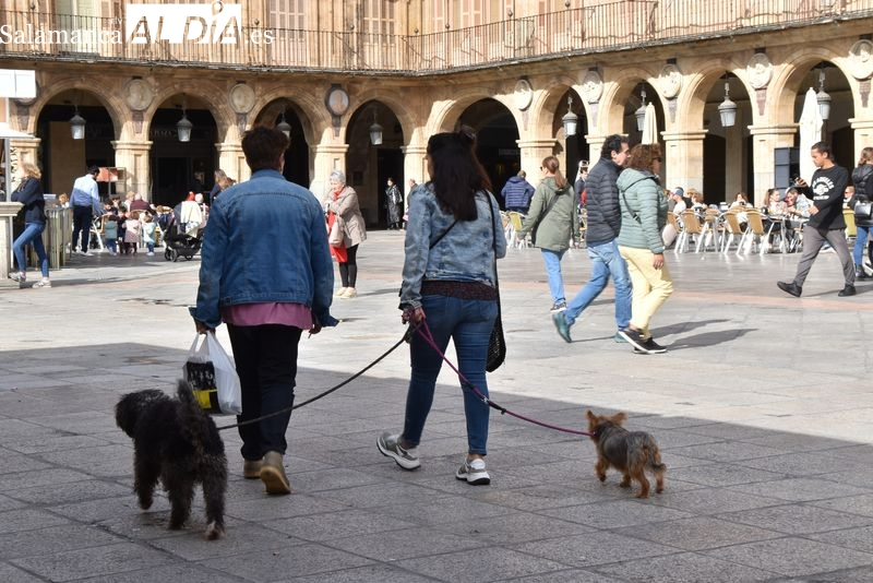 Salamanca, uno de los lugares con más dificultades para alquilar una vivienda si tienes perros o gatos