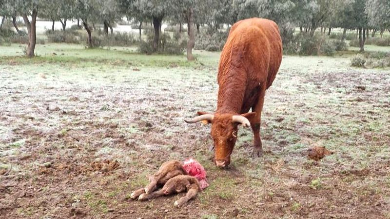  El trabajo de años no sirve de nada si te matan un ternero, lamenta un ganadero salmantino por otro ataque del lobo  