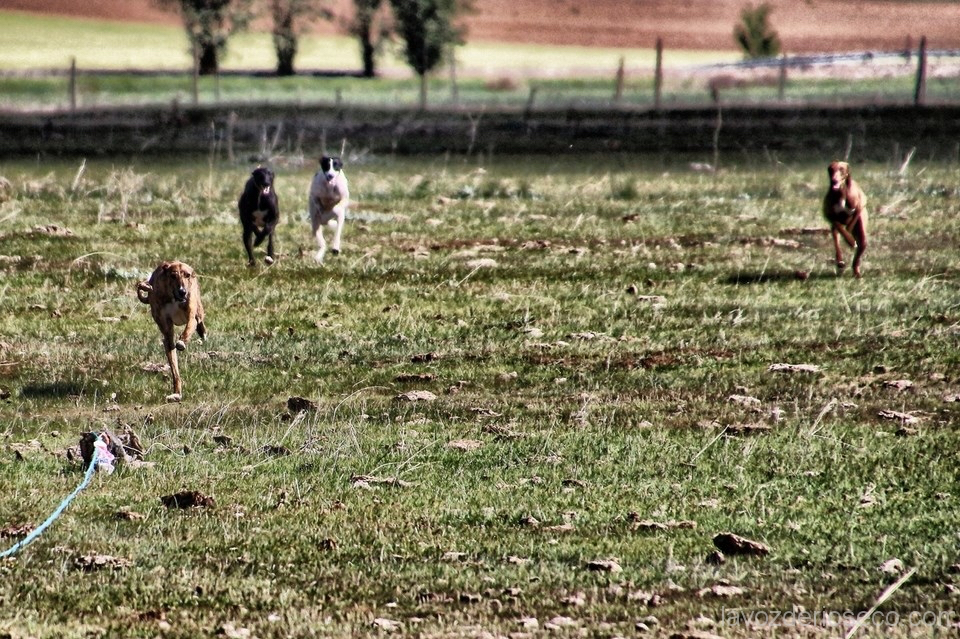 Palaciosrubios organiza su I Carrera de liebre mecánica