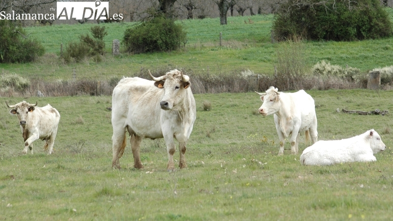 Fuerte descenso de los precios del cereal y nueva subida del porcino, corderos y vacuno de cebo